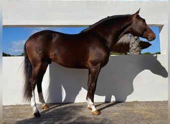 Volbloed Arabier, Hengst, 6 Jaar, 157 cm, Bruin