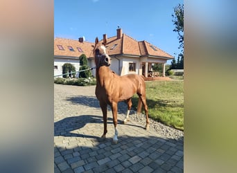 Volbloed Arabier, Hengst, 6 Jaar, Donkere-vos