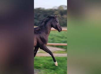 Volbloed Arabier, Hengst, 6 Jaar, Zwart