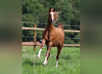 Volbloed Arabier, Hengst, 7 Jaar, 152 cm, Vos