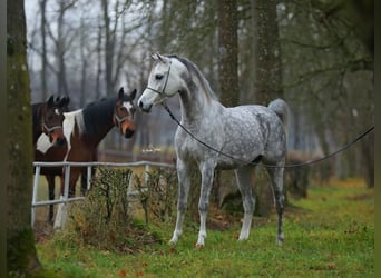 Volbloed Arabier, Hengst, 7 Jaar, 153 cm, Schimmel