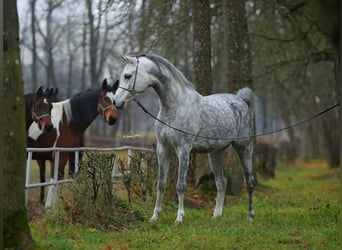 Volbloed Arabier, Hengst, 7 Jaar, 153 cm, Schimmel