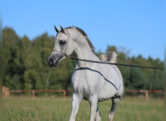 Volbloed Arabier, Hengst, 8 Jaar, 154 cm, Schimmel
