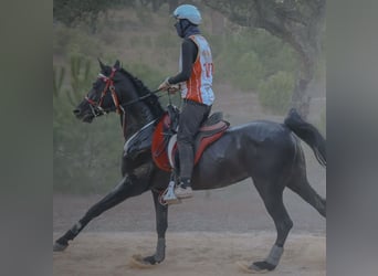Volbloed Arabier, Hengst, 8 Jaar, Zwart