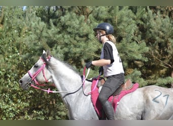 Volbloed Arabier, Hengst, 9 Jaar, 158 cm, Schimmel