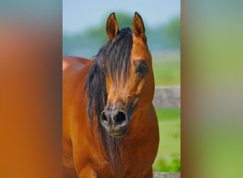 Volbloed Arabier, Hengst, 13 Jaar, 155 cm, Bruin