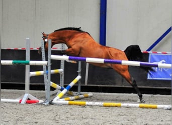 Volbloed Arabier, Hengst, 13 Jaar, 155 cm, Bruin