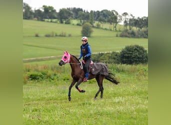 Volbloed Arabier, Hengst, 16 Jaar, 158 cm, Bruin