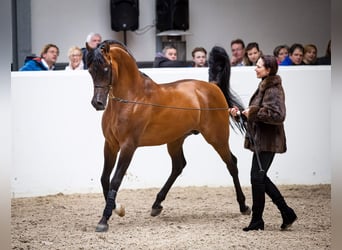 Volbloed Arabier, Hengst, 11 Jaar, 162 cm, Bruin