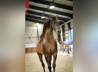 Volbloed Arabier, Hengst, 11 Jaar, 162 cm, Bruin