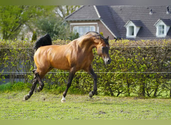 Volbloed Arabier, Hengst, 11 Jaar, 162 cm, Bruin