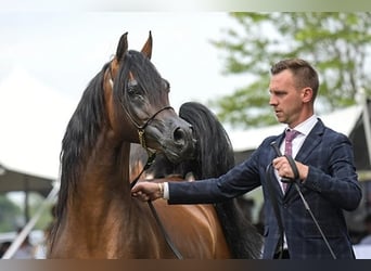 Volbloed Arabier, Hengst, 11 Jaar, 162 cm, Bruin