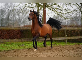 Volbloed Arabier, Hengst, 11 Jaar, 162 cm, Bruin