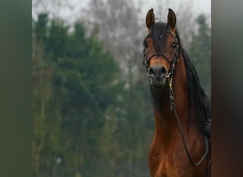 Volbloed Arabier, Hengst, 11 Jaar, 162 cm, Bruin