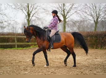 Volbloed Arabier, Hengst, 11 Jaar, 162 cm, Bruin