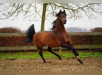 Volbloed Arabier, Hengst, 11 Jaar, 162 cm, Bruin