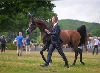 Volbloed Arabier, Hengst, 11 Jaar, 162 cm, Bruin