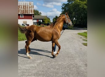 Volbloed Arabier, Hengst, 12 Jaar, 160 cm, Bruin