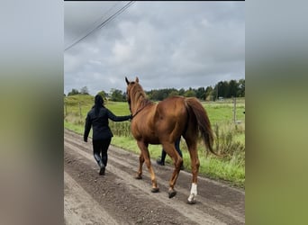 Volbloed Arabier, Hengst, 12 Jaar, 160 cm, Bruin