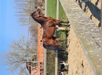 Volbloed Arabier, Hengst, 14 Jaar, 160 cm, Bruin