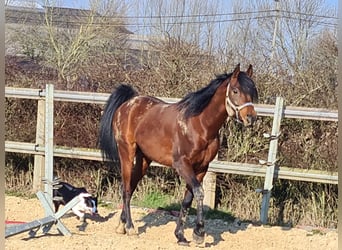 Volbloed Arabier, Hengst, 14 Jaar, 160 cm, Bruin