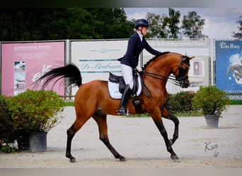 Volbloed Arabier, Hengst, 9 Jaar, 163 cm, Bruin