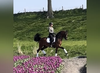 Volbloed Arabier, Hengst, 9 Jaar, 163 cm, Bruin