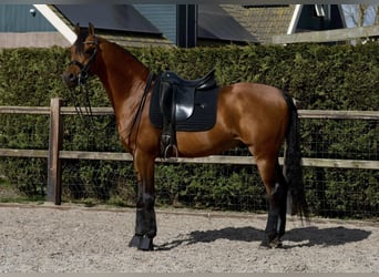 Volbloed Arabier, Hengst, 10 Jaar, 163 cm, Bruin