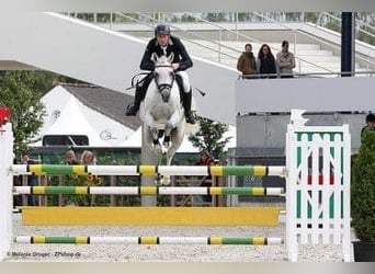 Volbloed Arabier, Hengst, 18 Jaar, 156 cm, Schimmel