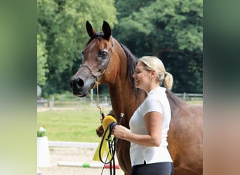 Volbloed Arabier, Hengst, veulen (05/2024), 156 cm, Bruin