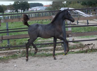 Volbloed Arabier, Hengst, veulen (06/2023), 157 cm, Zwartschimmel