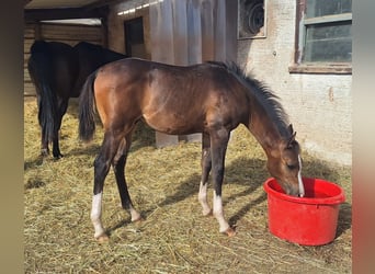 Volbloed Arabier, Hengst, Veulen (01/2026), Bruin