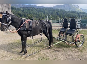Volbloed Arabier, Hengst, 3 Jaar, 155 cm, Zwart