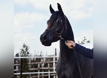 Volbloed Arabier, Hengst, 8 Jaar, Zwart
