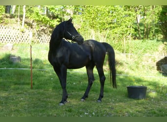 Volbloed Arabier, Hengst, 10 Jaar, 156 cm, Zwart