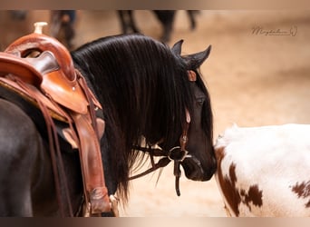 Volbloed Arabier, Hengst, 6 Jaar, 153 cm, Zwartbruin