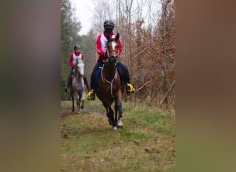 Volbloed Arabier, Merrie, 10 Jaar, 148 cm, Roodbruin