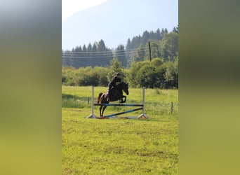 Volbloed Arabier, Merrie, 10 Jaar, 153 cm, Bruin