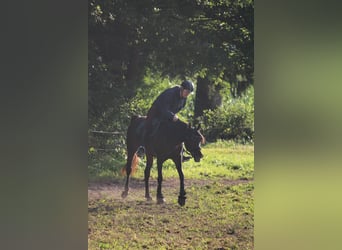 Volbloed Arabier, Merrie, 10 Jaar, 153 cm, Bruin