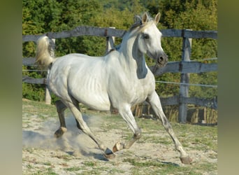 Volbloed Arabier, Merrie, 10 Jaar, 153 cm, Schimmel
