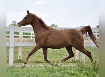 Volbloed Arabier, Merrie, 10 Jaar, 153 cm, Vos