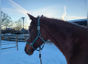 Volbloed Arabier Mix, Merrie, 10 Jaar, 165 cm, Bruin