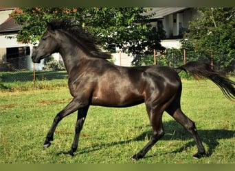 Volbloed Arabier, Merrie, 11 Jaar, 152 cm, Zwart