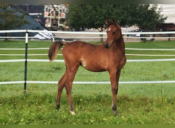 Volbloed Arabier, Merrie, 11 Jaar, 152 cm, Zwart