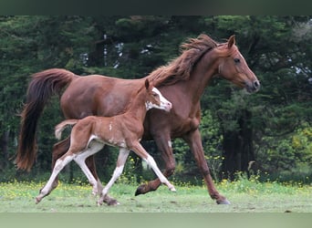 Volbloed Arabier, Merrie, 11 Jaar, 153 cm, Donkere-vos