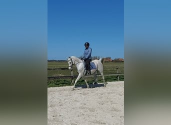 Volbloed Arabier, Merrie, 11 Jaar, 155 cm, Schimmel