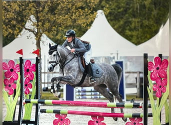 Volbloed Arabier, Merrie, 12 Jaar, 146 cm, Schimmel