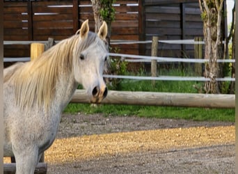 Volbloed Arabier, Merrie, 12 Jaar, 148 cm, Vliegenschimmel