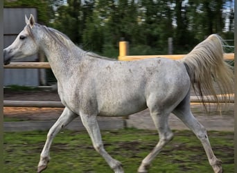 Volbloed Arabier, Merrie, 12 Jaar, 148 cm, Vliegenschimmel