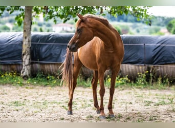 Volbloed Arabier, Merrie, 12 Jaar, 150 cm, Vos